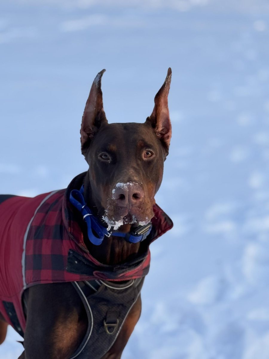 Meet Kona!